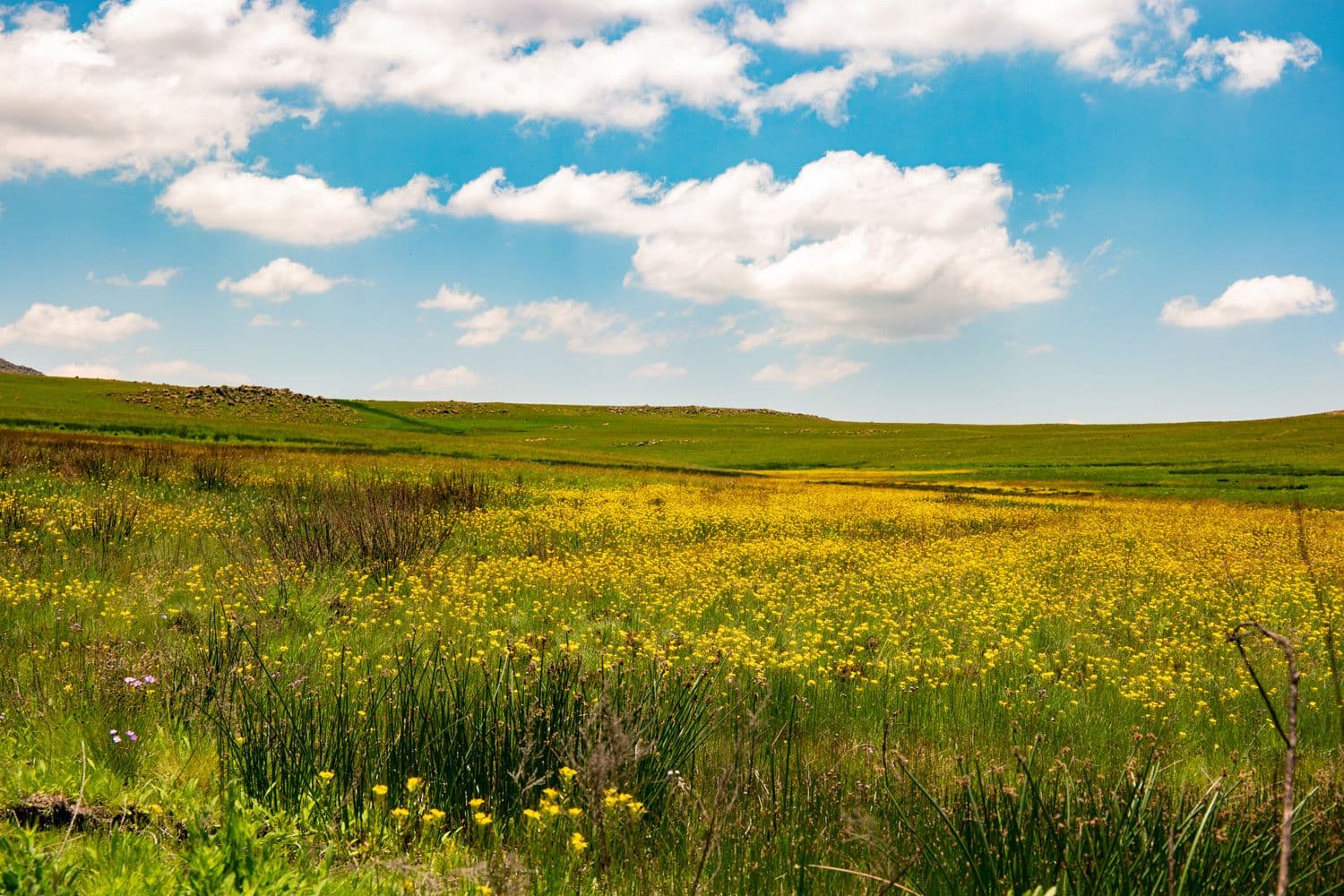 Highveld grassland in bloom