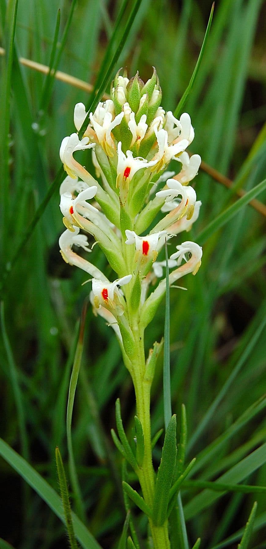 An endemic orchid in the Steenkampsberg